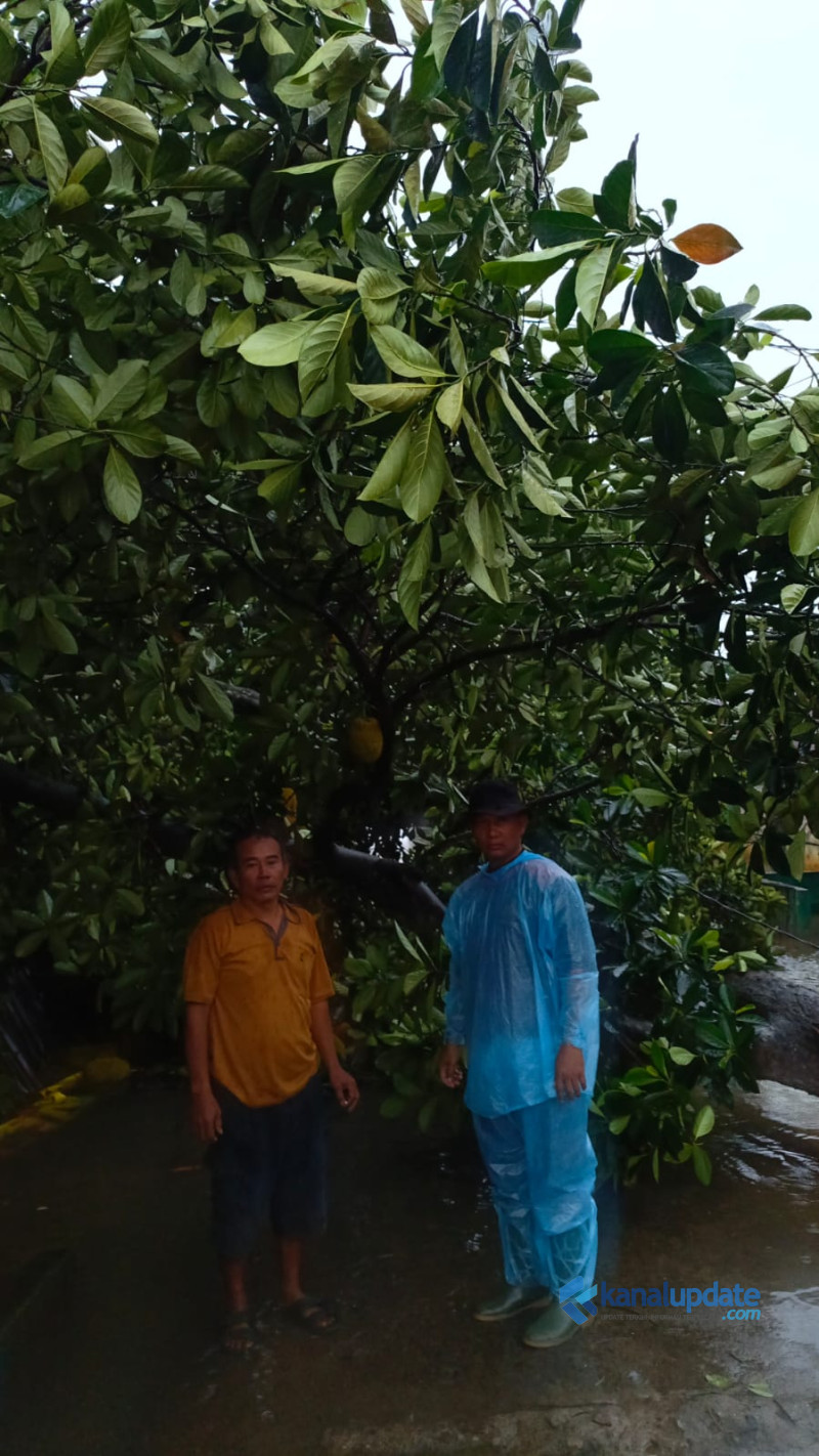Hujan Deras dan Angin Kencang di Tanjung Morawa Sebabkan Pohon Tumbang Timpa Warung Warga di Desa Buntu Bedimbar