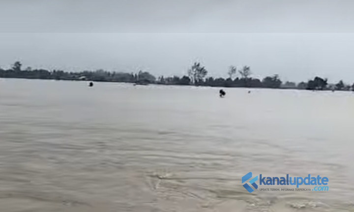 Sungai Batu Gingging Meluap, Ratusan Hektare Sawah di Tanjung Morawa Terendam Banjir, Tanaman Padi Terancam Gagal Panen