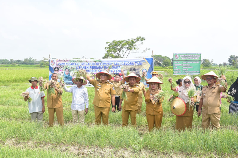 Menguntungkan! Petani Desa Sidodadi Ramunia Pilih Tanam Bawang Merah