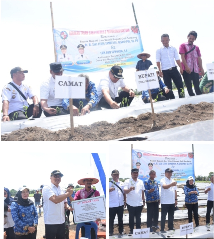Tanam Cabai di Sunggal, Bupati Tindaklanjuti Keluhan Petani Soal Irigasi