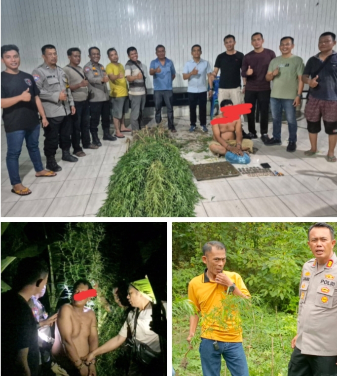 Polsek Tanjungmorawa Amankan Pelaku ZFA Penanam Ganja