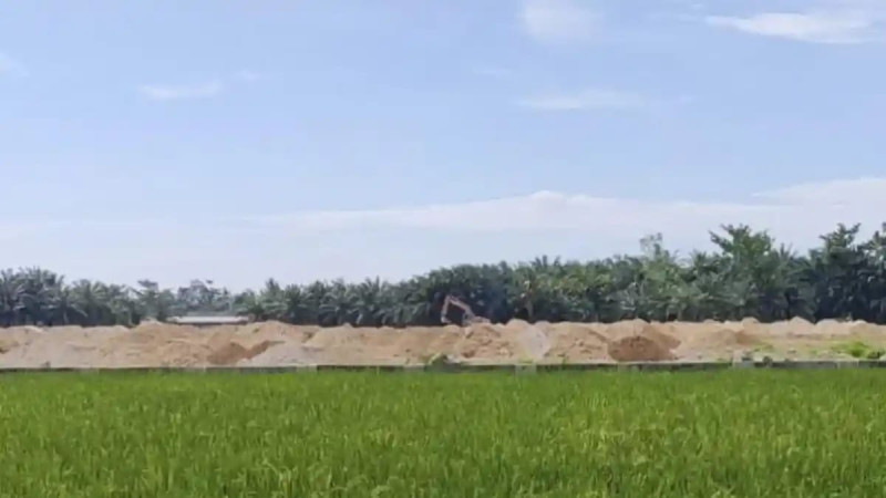 Kadis Penanaman Modal Deliserdang Klarifikasi Soal Alih fungsi Lahan Sawah Produktif di Pantailabu
