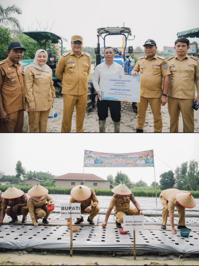 Keinginan Petani Terwujud, Bupati Tanam Bawang Bersama di Demplot Tanjungmorawa