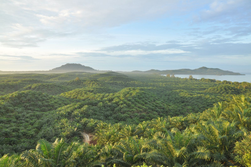 Perkuat Tata Kelola dan Standar Global, PTPN IV Akselerasi Sertifikasi Ratusan Kebun dan PKS di Seluruh Regional