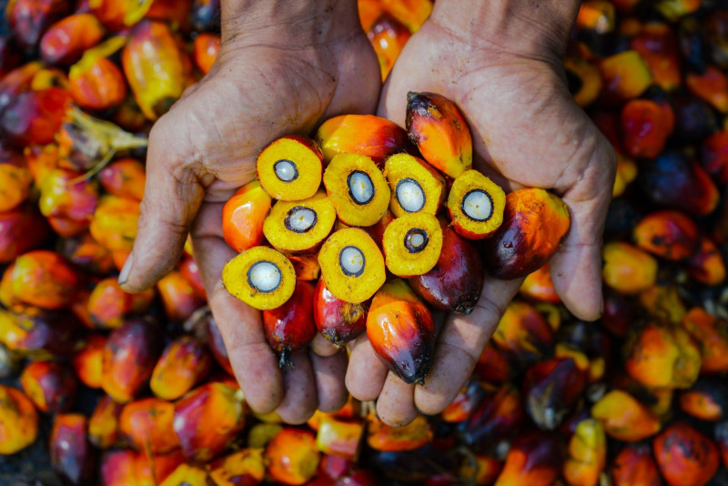 PTPN IV PalmCo Akselerasi Sertifikasi Keberlanjutan, Premium Price Tumbuh Pesat
